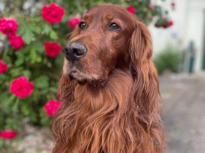 Cuidado canino de lujo Canguros de perros Residencia canina también para