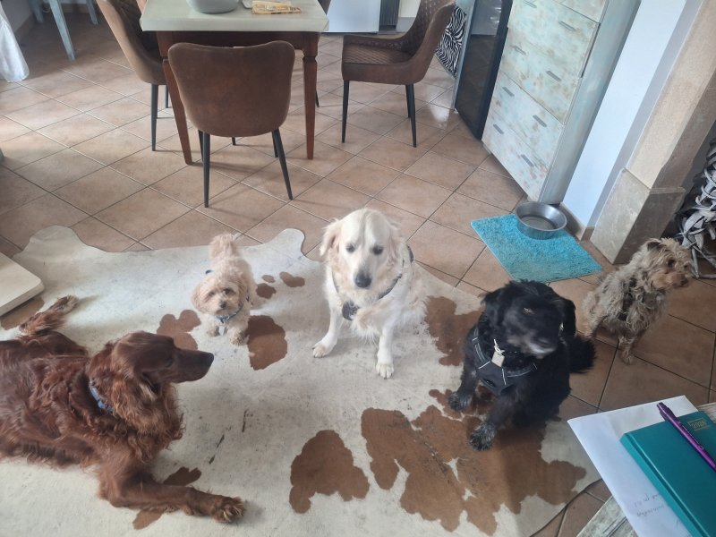 Deluxe Hundebetreuung Hundesitting Hundepension auch für