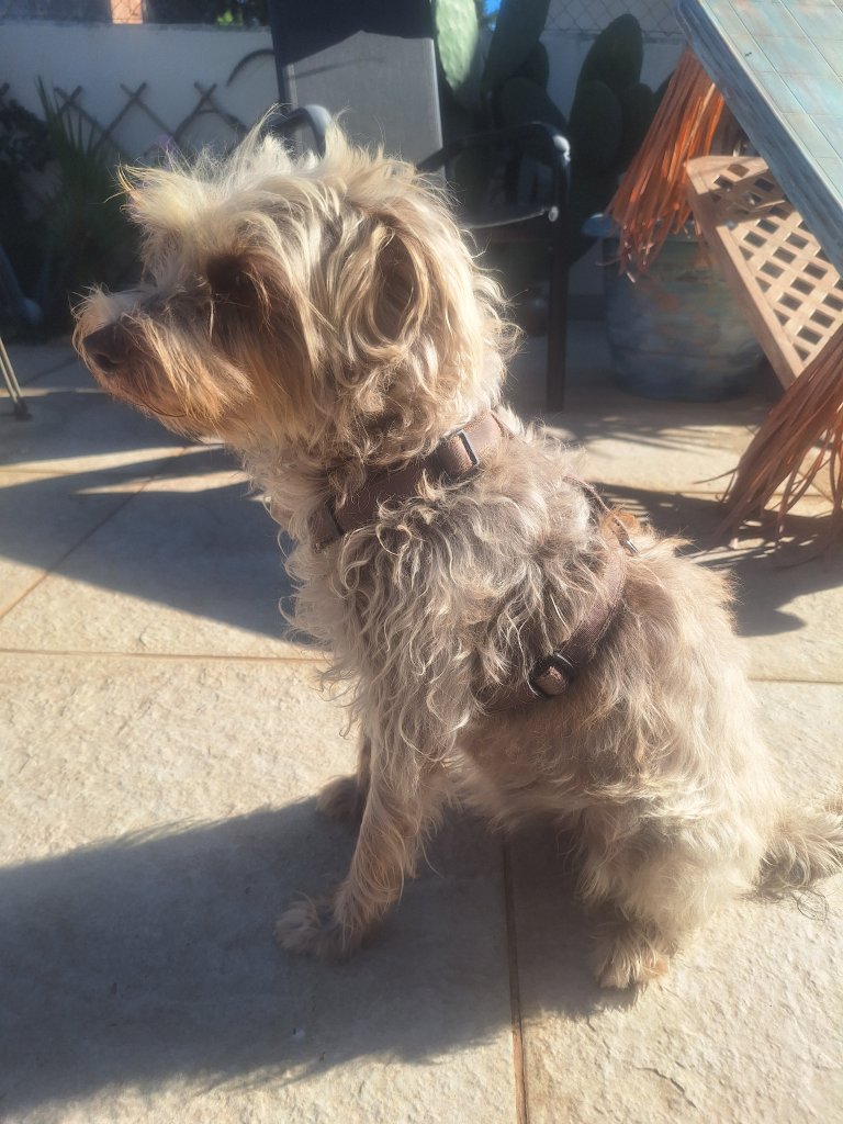 Deluxe Hundebetreuung Hundesitting Hundepension auch für