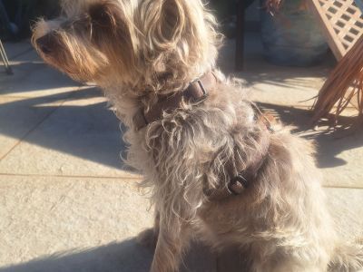 Deluxe Hundebetreuung Hundesitting Hundepension auch für