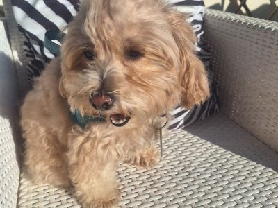 Deluxe Hundebetreuung Hundesitting Hundepension auch für