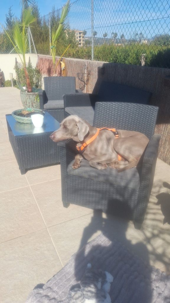 Cuidado canino de lujo Canguros de perros Residencia canina también para