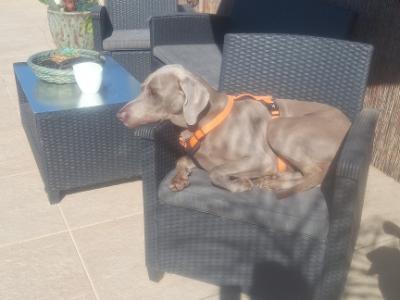 Cuidado canino de lujo Canguros de perros Residencia canina también para