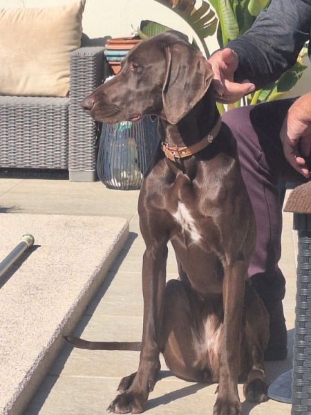 Cuidado canino de lujo Canguros de perros Residencia canina también para