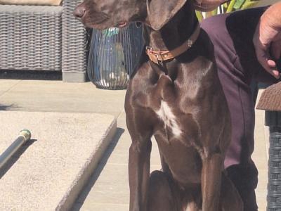 Cuidado canino de lujo Canguros de perros Residencia canina también para