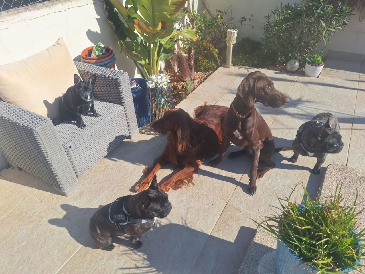 Cuidado canino de lujo Canguros de perros Residencia canina también para