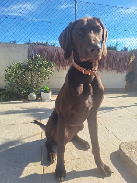 Cuidado canino de lujo Canguros de perros Residencia canina también para