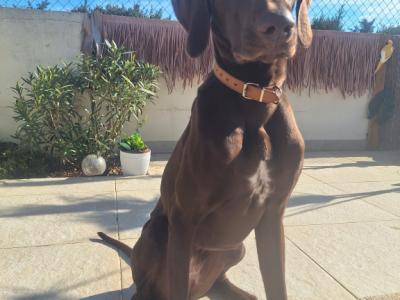 Cuidado canino de lujo Canguros de perros Residencia canina también para