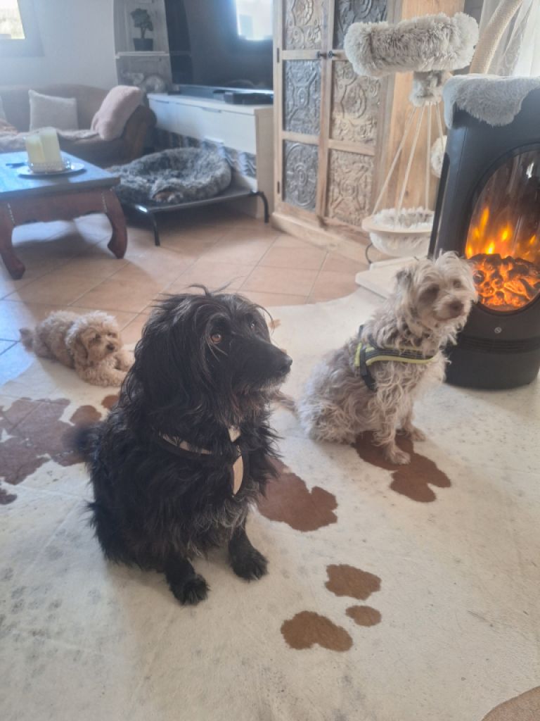 Cuidado canino de lujo Canguros de perros Residencia canina también para