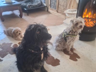 Cuidado canino de lujo Canguros de perros Residencia canina también para