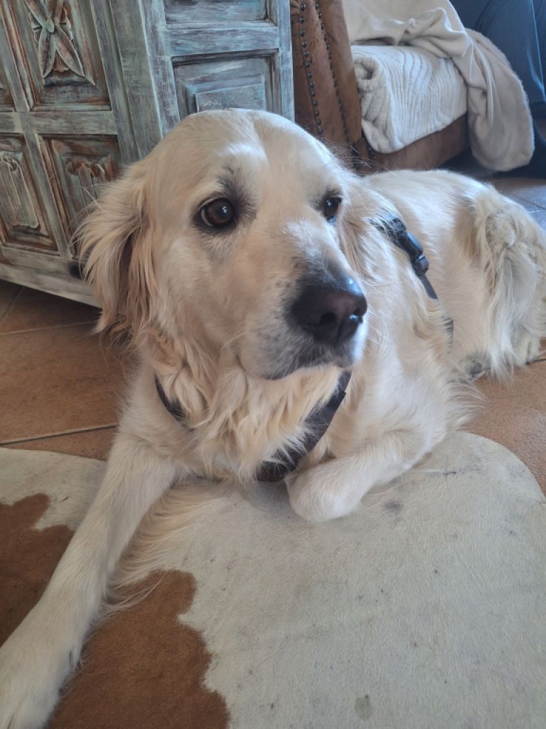 Cuidado canino de lujo Canguros de perros Residencia canina también para