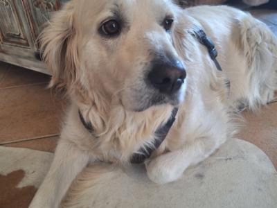 Cuidado canino de lujo Canguros de perros Residencia canina también para