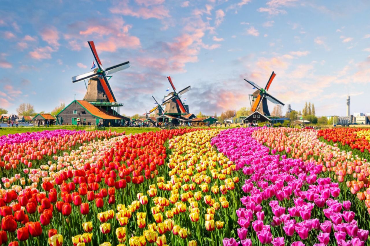 Experience the breathtaking blossom spectacle in Holland?