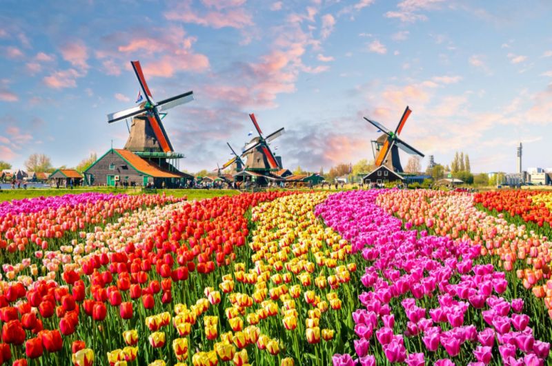 Experience the breathtaking blossom spectacle in Holland?