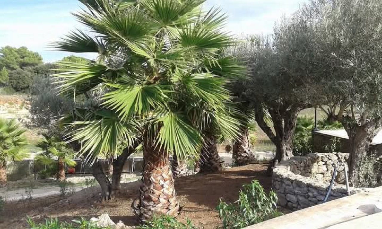 Las últimas Palma
