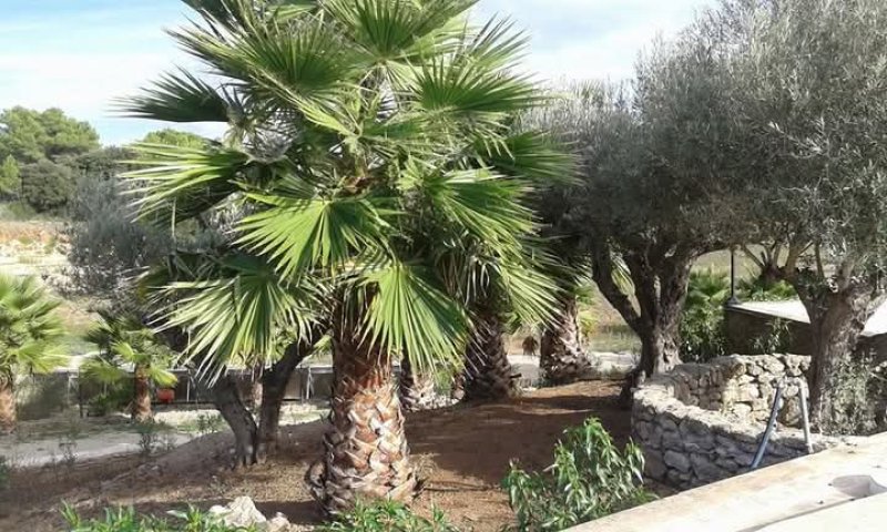 Las últimas Palma