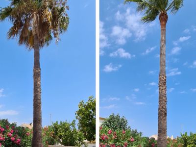 Garden and Pool Maintenance Services