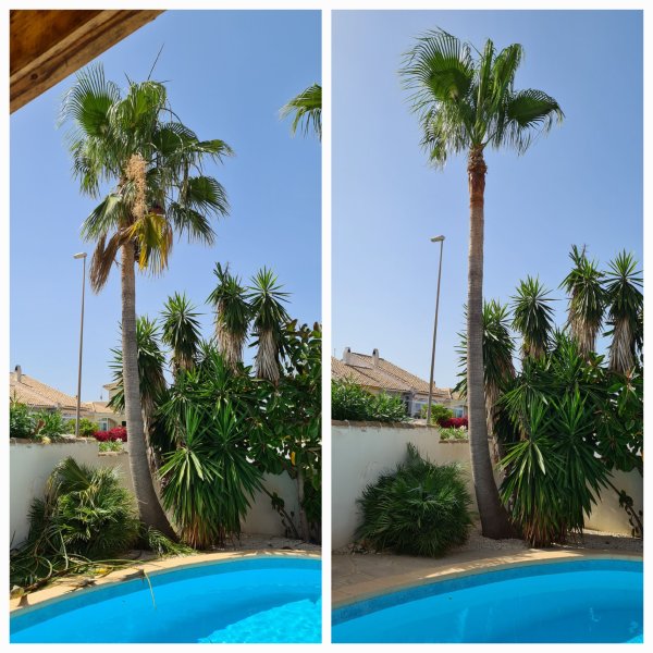 Garden and Pool Maintenance Services