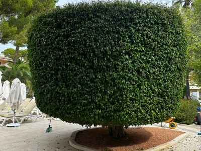Garden and Pool Maintenance Services