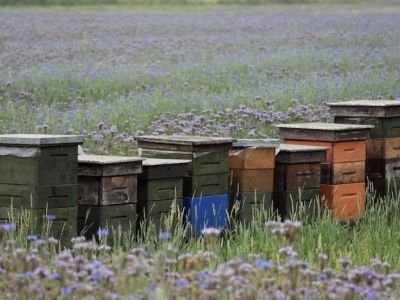 Varias colmenas en venta de una apicultura