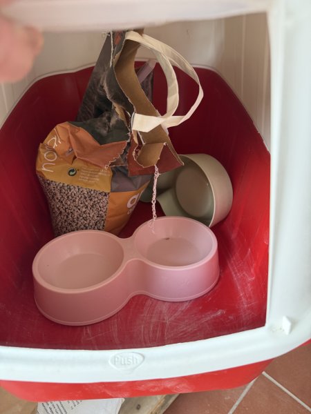 Varios accesorios para gatos para REGALAR