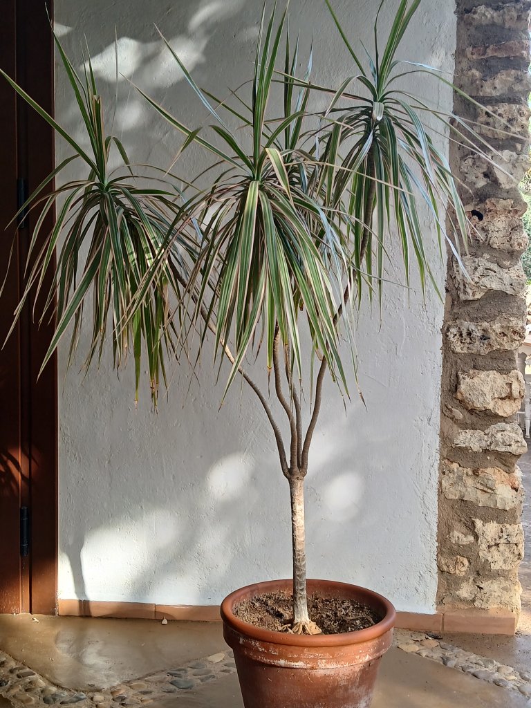 Dracena