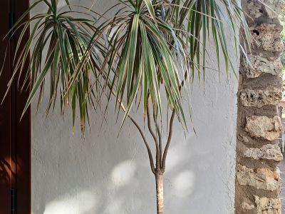 Dracena