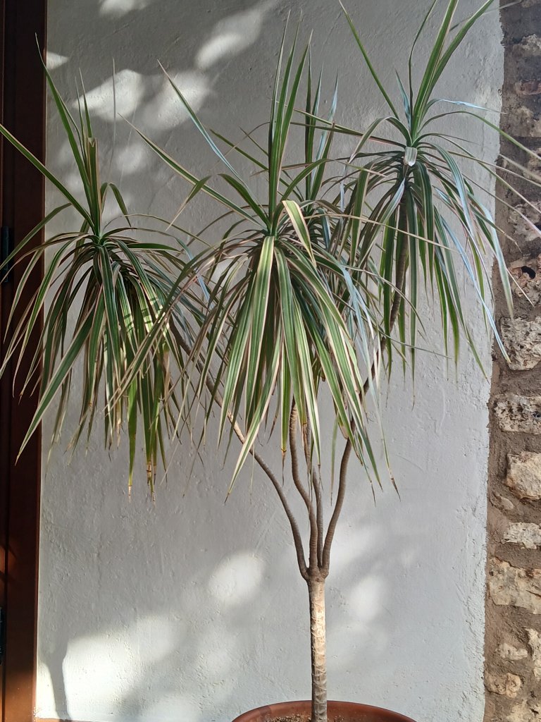 Dracena