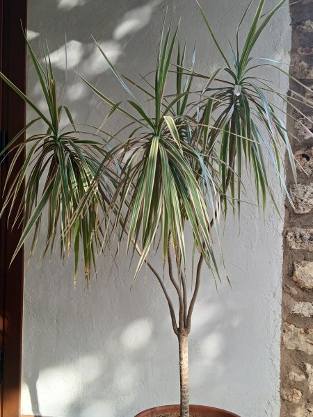 Dracena