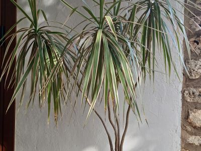 Dracena