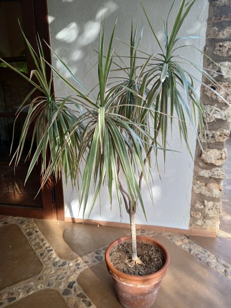 Dracena