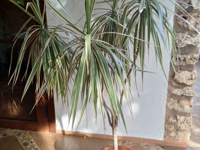 Dracena