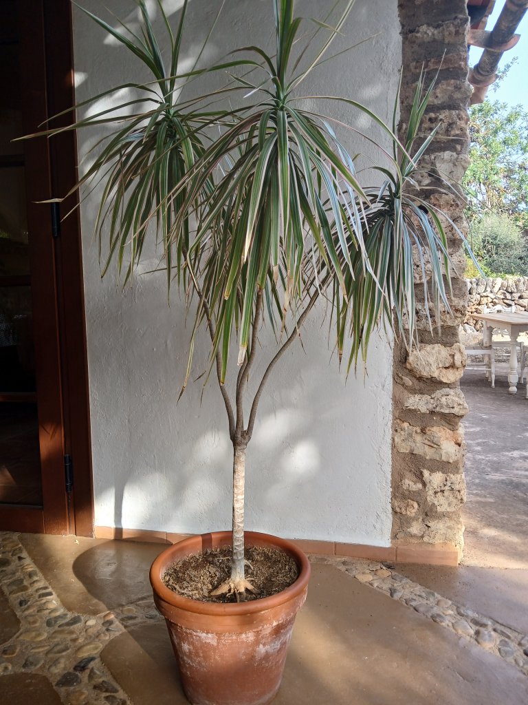 Dracena
