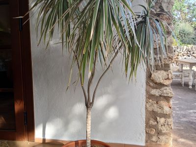 Dracena