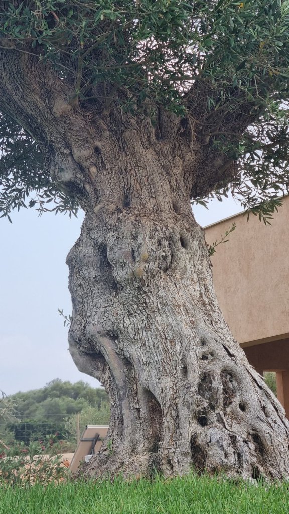 Finca de lujo a nivel y sin amueblar con todas las comodidades cerca de Santanyí - Es Llombards --- F 150
