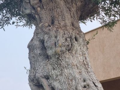 Finca de lujo a nivel y sin amueblar con todas las comodidades cerca de Santanyí - Es Llombards --- F 150