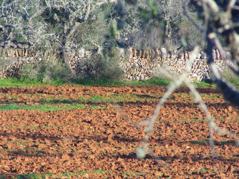 Ebenes Grundstück mit Projekt bei Ses Salines - LLombards --- T 07 VK