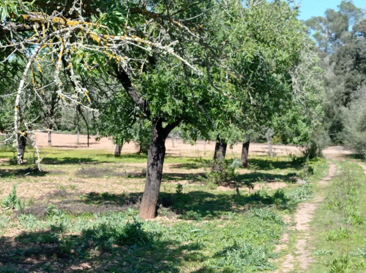 Flat and beautiful plot near Porreres - Villafranca --- T 19 CM