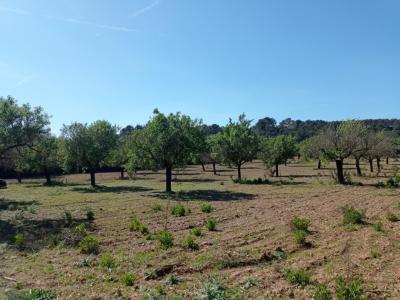 Ebenes und schönes Grundstück bei Porreres - Villafranca --- T 19 CM