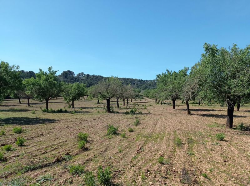 Ebenes und schönes Grundstück bei Porreres - Villafranca --- T 19 CM