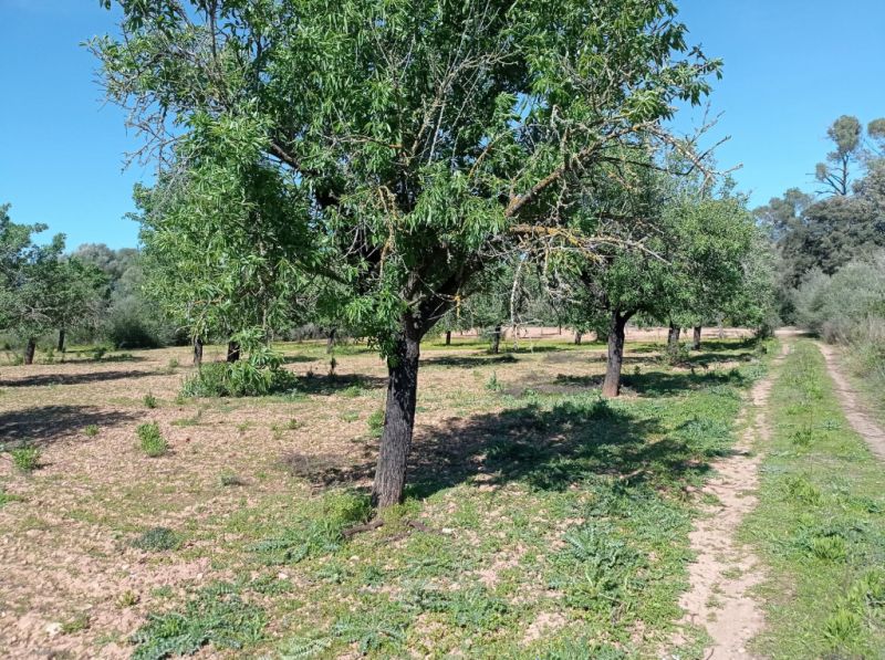 Ebenes und schönes Grundstück bei Porreres - Villafranca --- T 19 CM