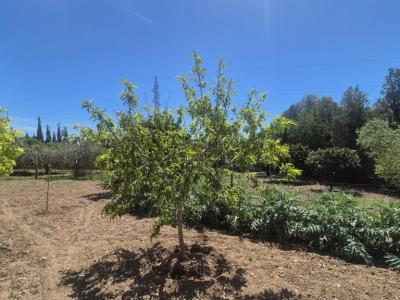 Einfamilienhaus zu vermieten auf dem Hügel von Manacor – Zona Rafa Nadal