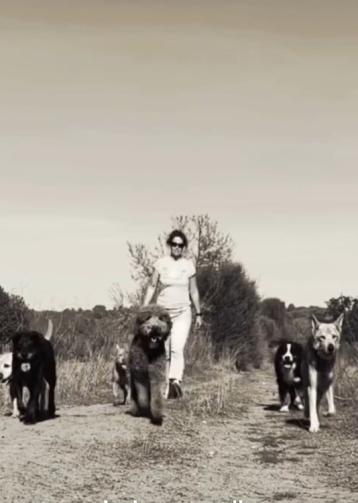 Erziehung für Hunde im Südosten Mallorcas