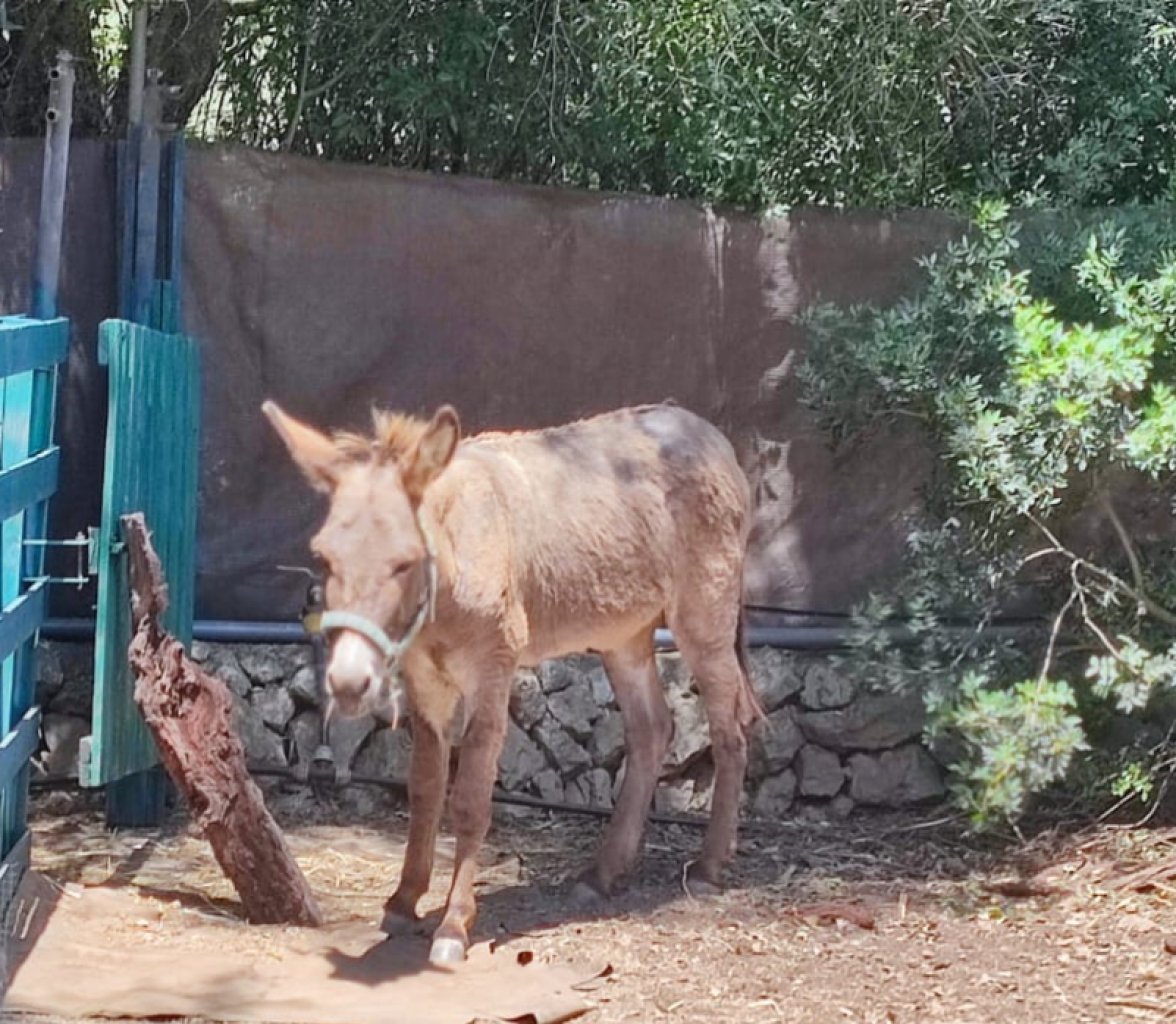 Donkey for sale
