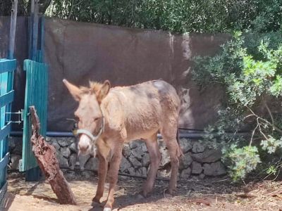 Donkey for sale