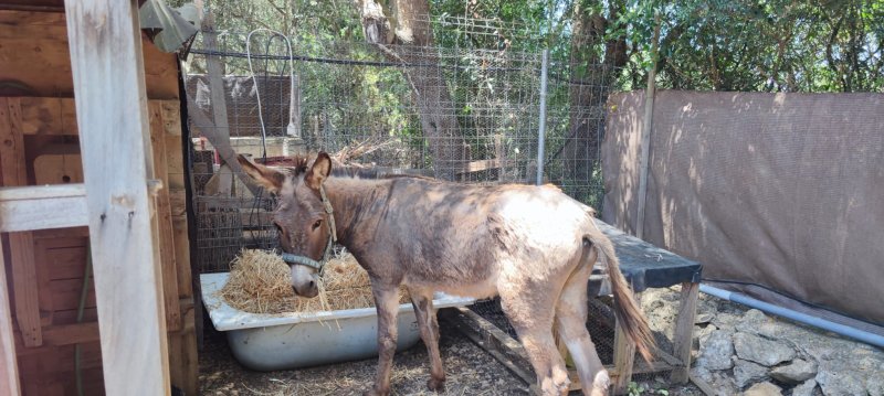 Donkey for sale