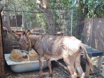 Donkey for sale