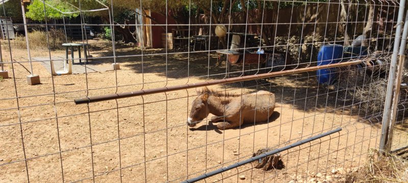 Donkey for sale