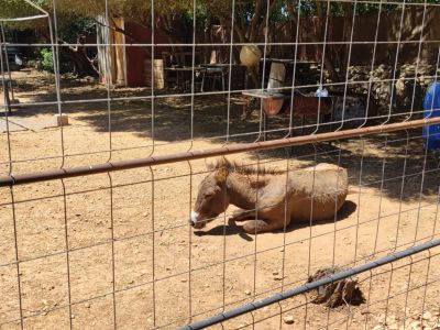 Donkey for sale