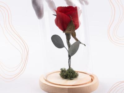Ewige Papierrose unter Glaskuppel mit LED-Licht